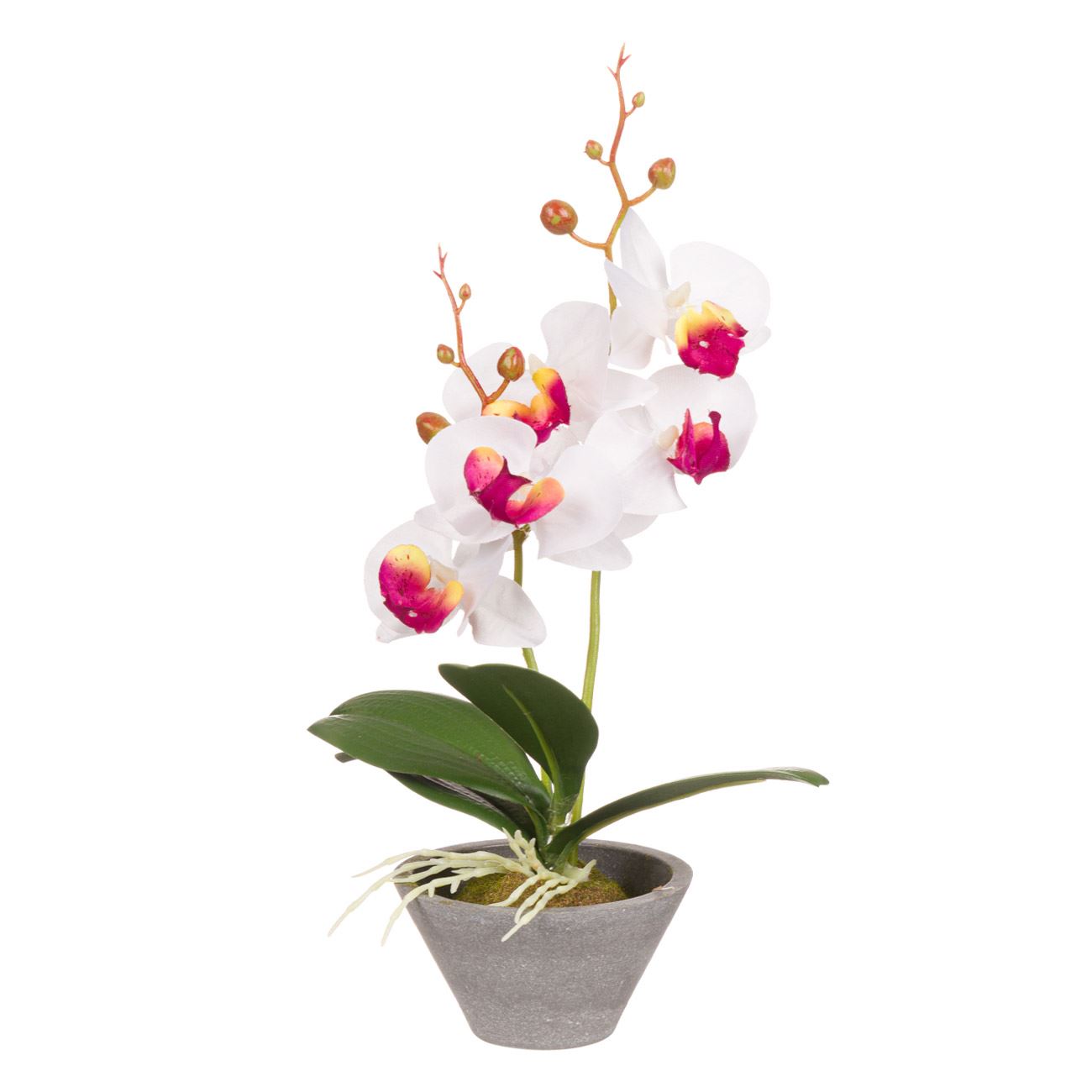 Művirág cserepes orchidea fehér 31 cm 